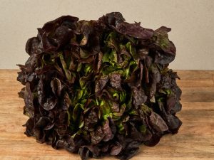 Enciam fulla de roure