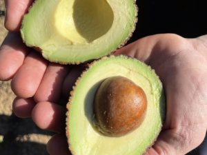 Aguacate