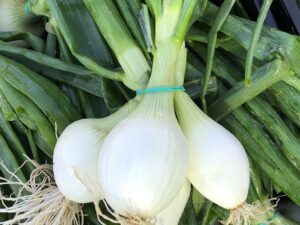 Cebolla tierna