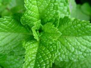 Menta