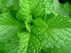 Menta
