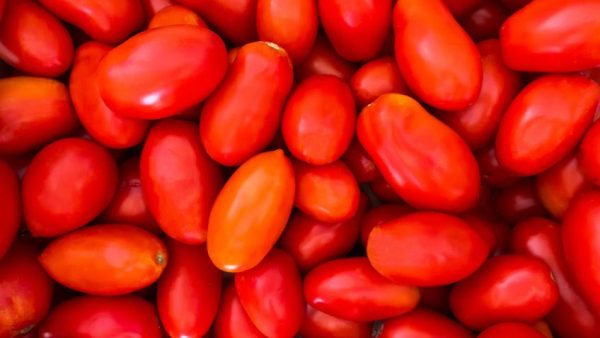 Tomàquets madurs pera