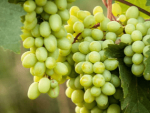 Uva-Blanca