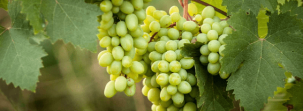 Uva-Blanca