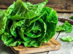 Lechuga romana
