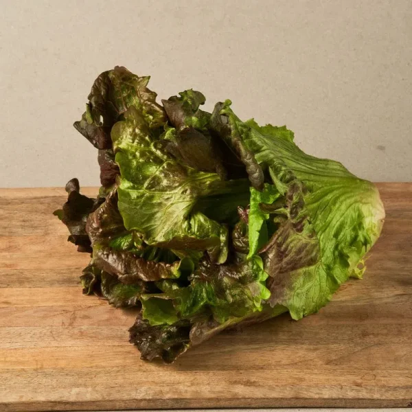 lechuga meravella