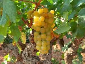 moscatel-de-alejandria uva