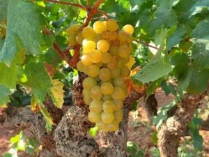 moscatel-de-alejandria uva
