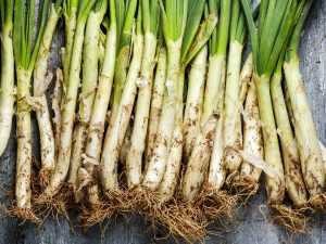 temporada-de-calcots-on-pots-menjar-los-en-espana